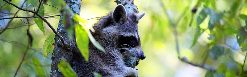 raccoon-crop