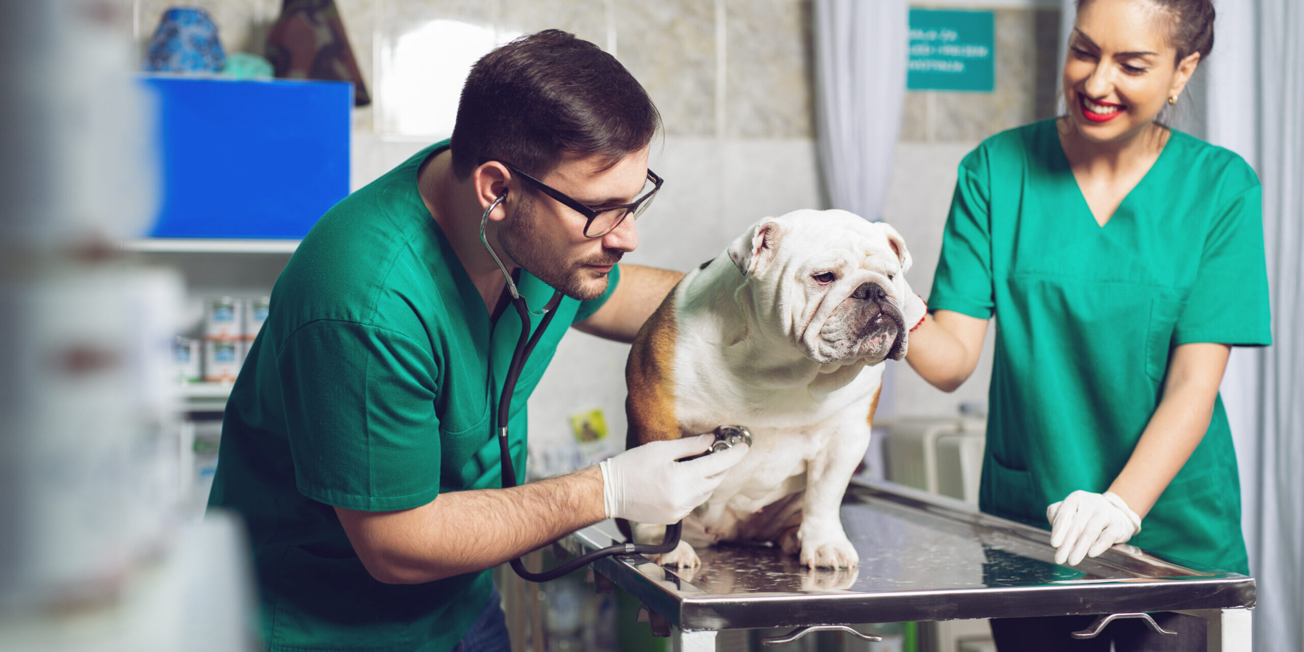 Veterinarian and assistant in vet clinic at work.